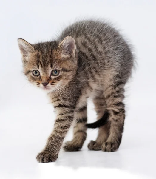 Small  tabby kitten worth arching his back on gray — Stock Photo, Image