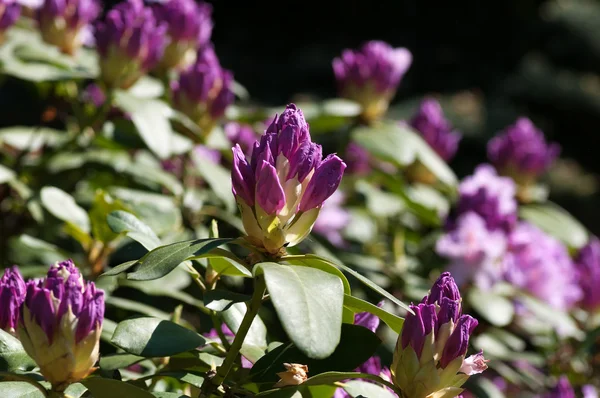 Bloeiende struik bloemen — Stockfoto