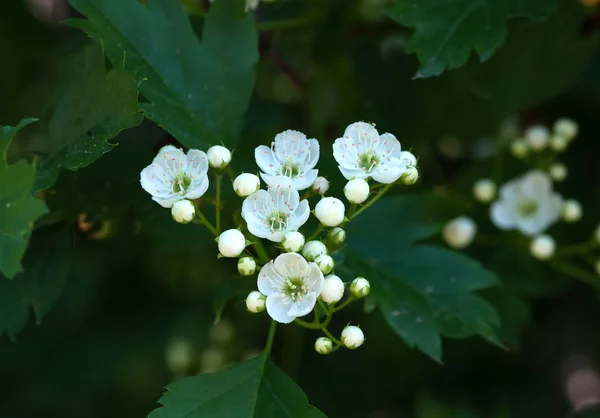 Rama de flores de manzana —  Fotos de Stock