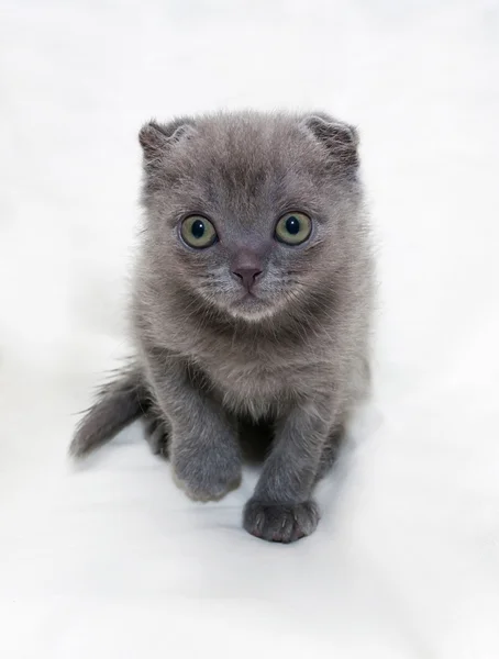 Kleine graue Kätzchen schottische Falte steht auf grau — Stockfoto