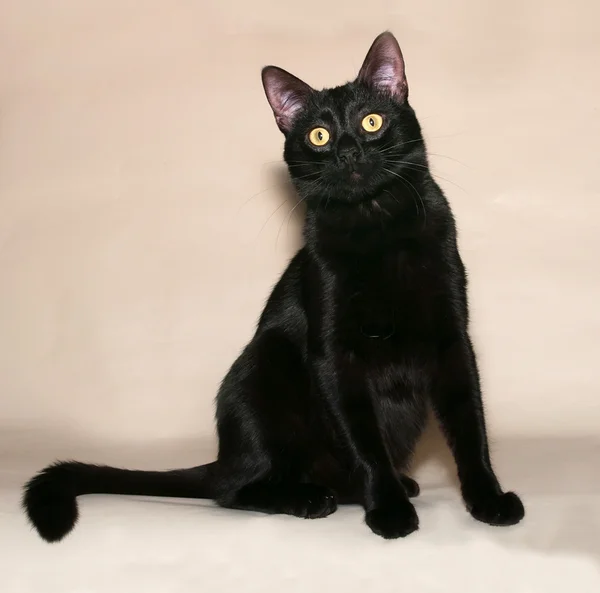 Gato negro con ojos amarillos acostado sobre amarillo — Foto de Stock