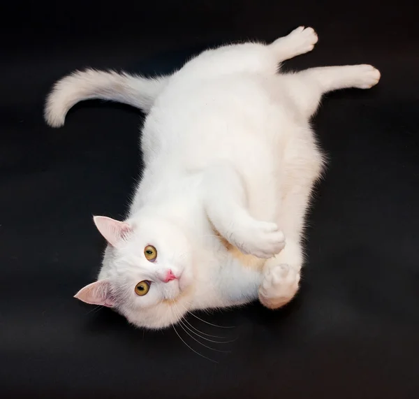 Gato branco grosso com olhos amarelos deitado no preto — Fotografia de Stock