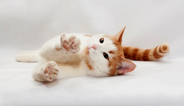 Красно-белая кошка лежит на сером фоне — стоковое фото