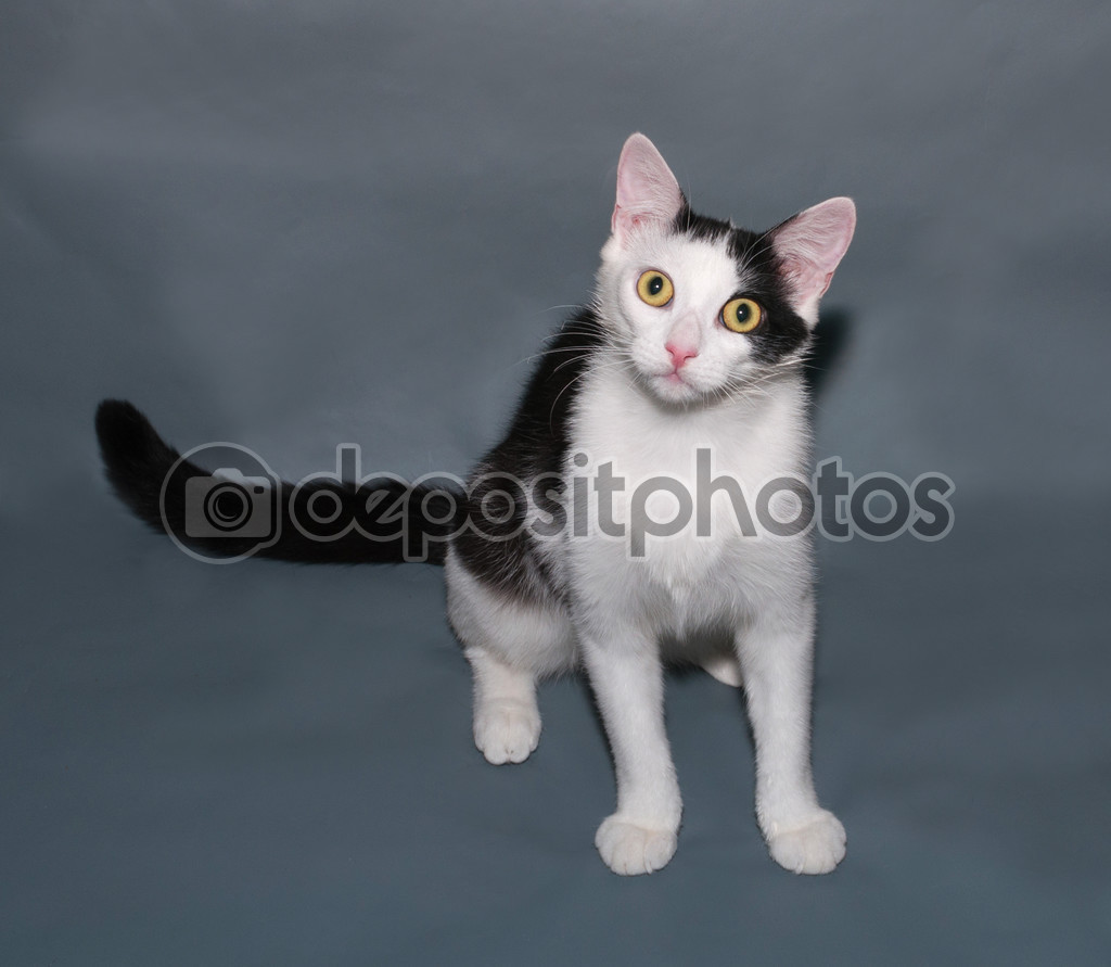 Chat Blanc Avec Des Taches Noires Assis Sur Fond Gris Image Libre De Droit Par Darzyhanna C Chat Blanc Avec Des Taches Noires Assis Sur Fond Gris Image Libre De Droit Par Darzyhanna C