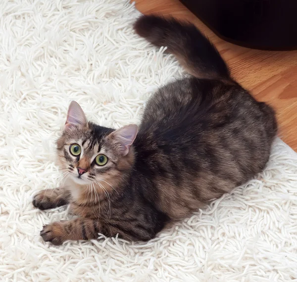 Gato de Tabby con ojos verdes — Foto de Stock