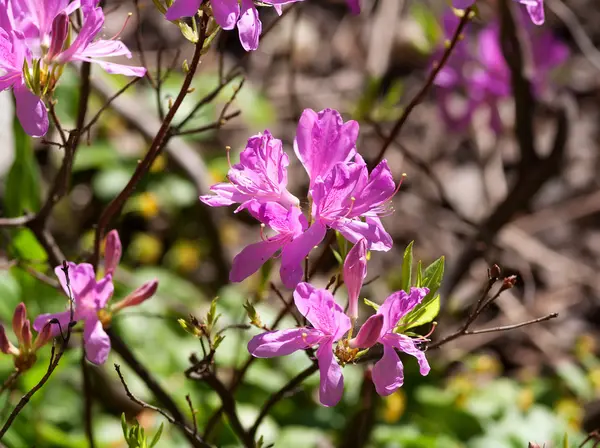 紫色杜鹃花 — 图库照片