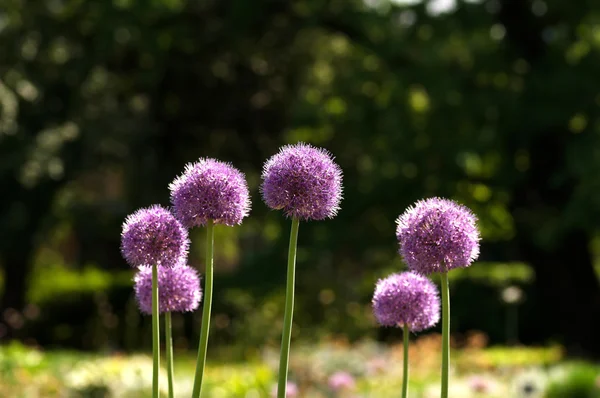 Fleurs lilas moelleuses sur l'herbe — Photo