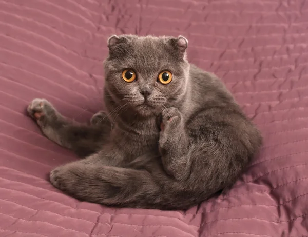 스코티시 폴드 고양이 핑크에 앉아 — 스톡 사진