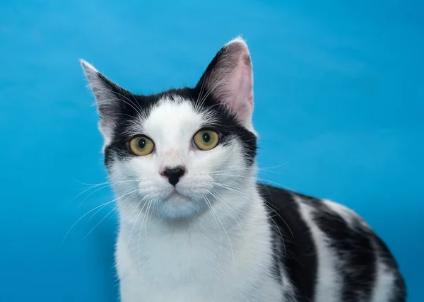 Retrato gato blanco con manchas negras en azul — Foto de Stock