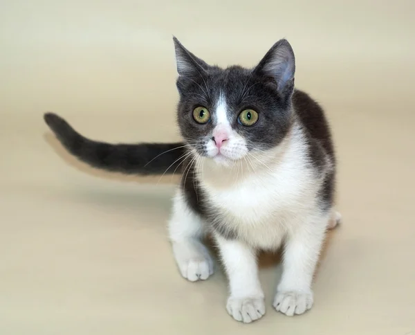 White kitten with gray spots sitting — Stock Photo, Image