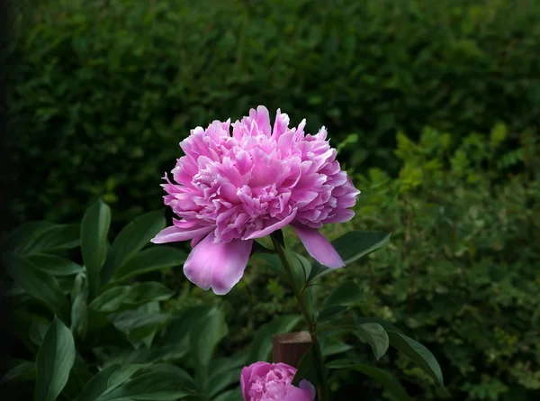 大粉红色的花 — 图库照片