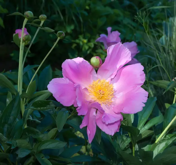 Grote roze pioen — Stockfoto