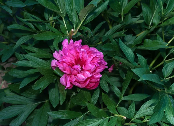 Grote roze pioen — Stockfoto