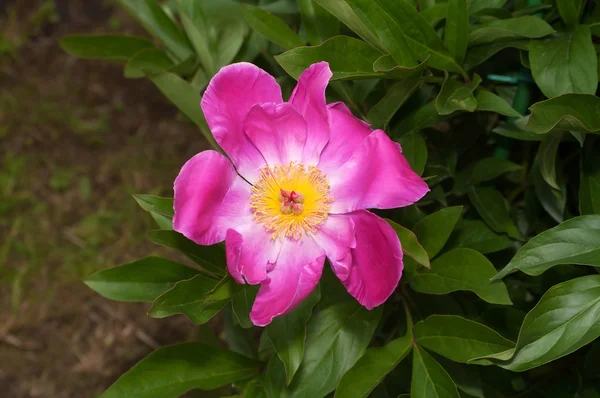 Большой розовый пион — стоковое фото