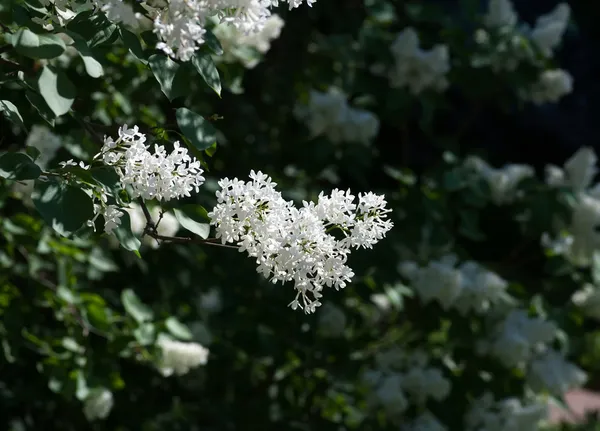 Tak van witte lila — Stockfoto