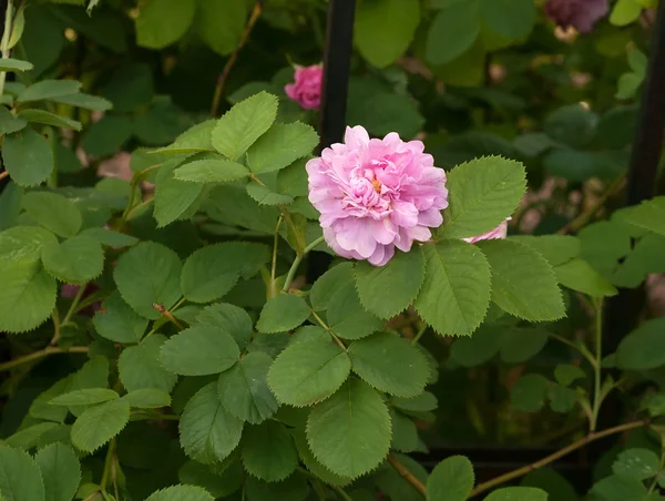 Розовая розовая роза — стоковое фото