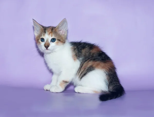 Tricolor gatinho fofo senta-se ansiosamente em violeta — Fotografia de Stock