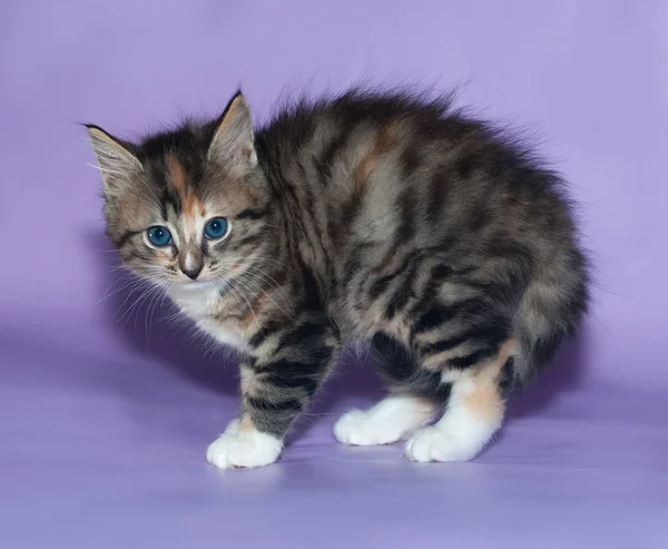 Tricolor flauschige Kätzchen verängstigt gewölbt seinen Rücken auf violett — Stockfoto