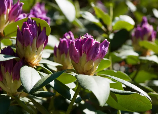 Paarse bloemen groene bladeren — Stockfoto