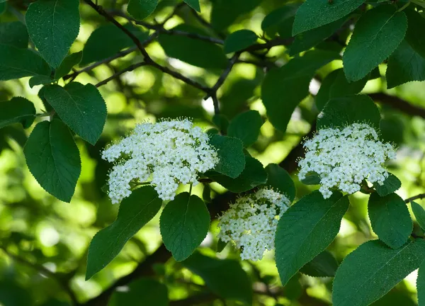 Printemps floraison branche de jasmin — Photo