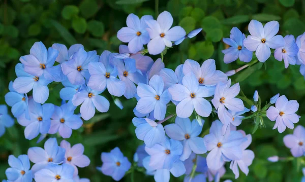 Flores azuis em folhas verdes — Fotografia de Stock