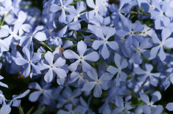 Flores azules sobre hojas verdes —  Fotos de Stock