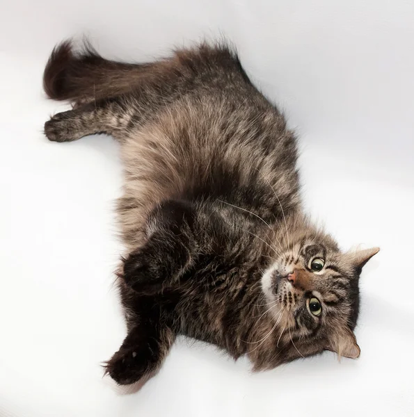Tabby gato deitado patas em cinza — Fotografia de Stock