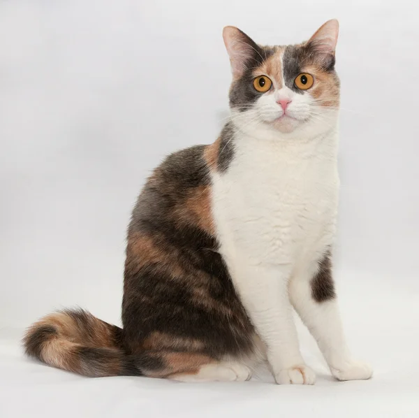 Tricolor Katze sitzen auf grauem Hintergrund — Stockfoto