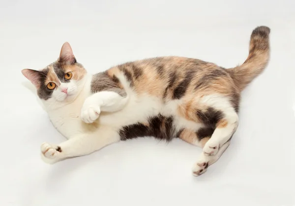 Tricolor Katze liegt auf grau — Stockfoto