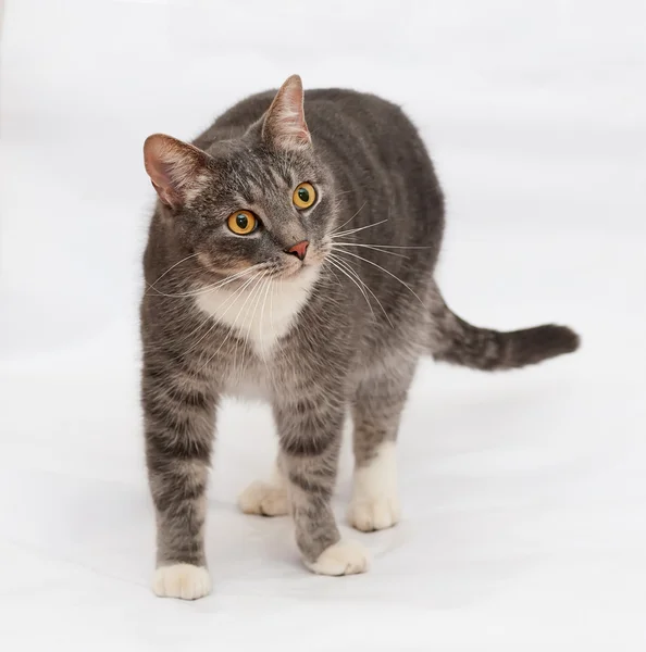 Gray striped cat standing on gray — Stock Photo, Image