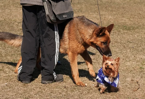 German Shepherd Dog sniffs Yorkshire Terrier