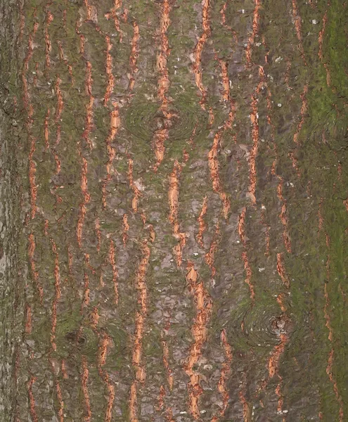 Struttura vecchio albero — Foto Stock