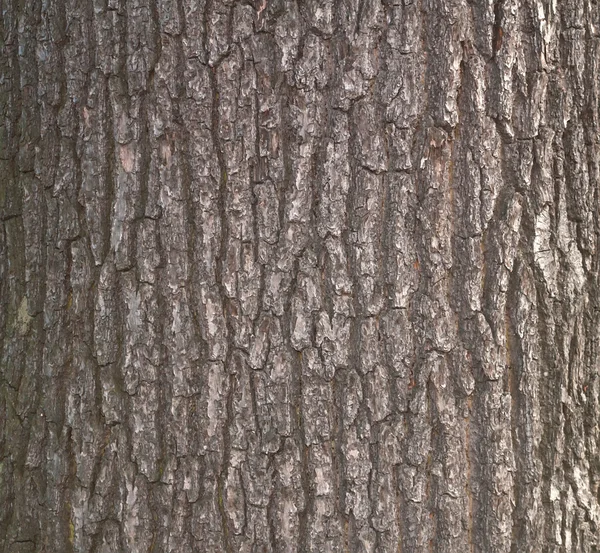 Struttura vecchio albero — Foto Stock