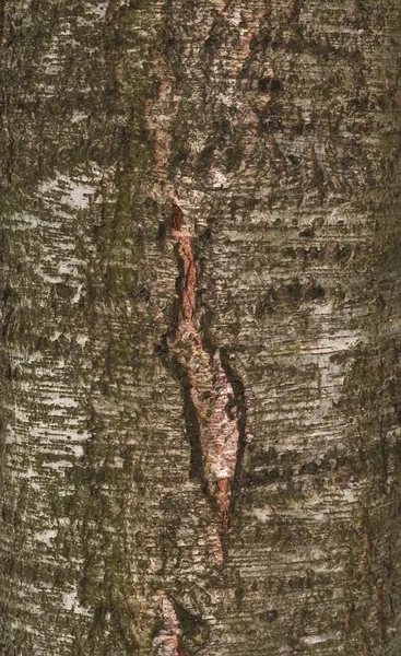 Textura mechem bříza — Stock fotografie