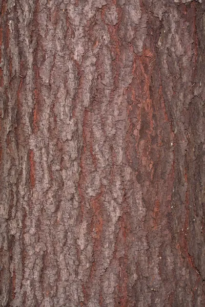 Texture of  pine — Stock Photo, Image