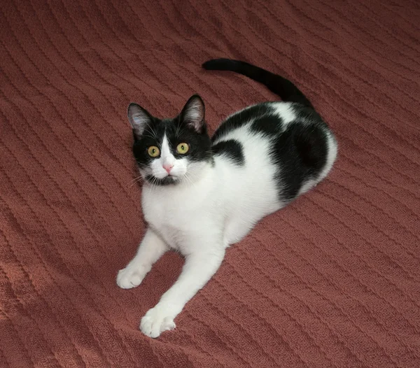 ブラウンの上に横たわる黒と白猫 — ストック写真