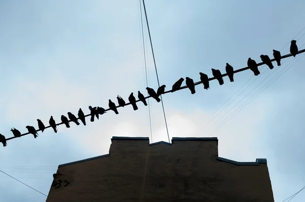Vögel sitzen auf Draht — Stockfoto