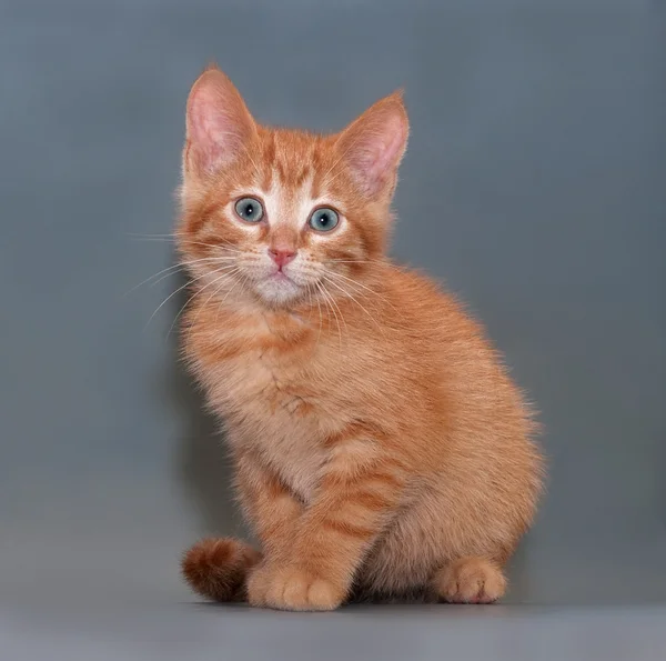 Рыжий котенок сидит на сером — стоковое фото