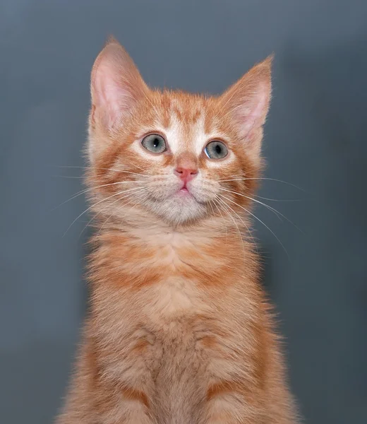 Gri üzerine oturan zencefil yavru kedi — Stok fotoğraf
