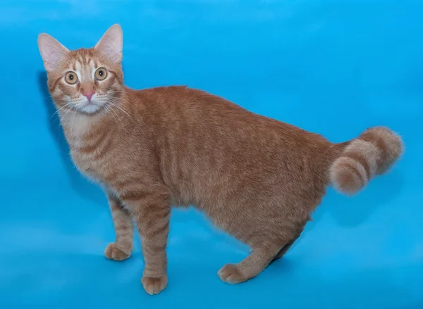 Gengibre e gato branco está de pé no azul — Fotografia de Stock