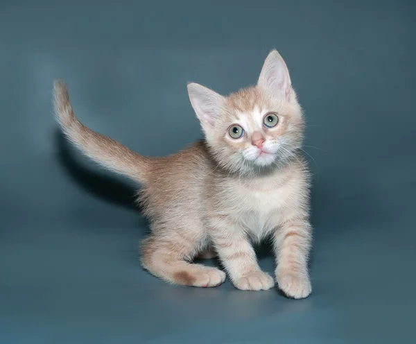 Kızıl ve beyaz yavru kedi ayakta gri — Stok fotoğraf
