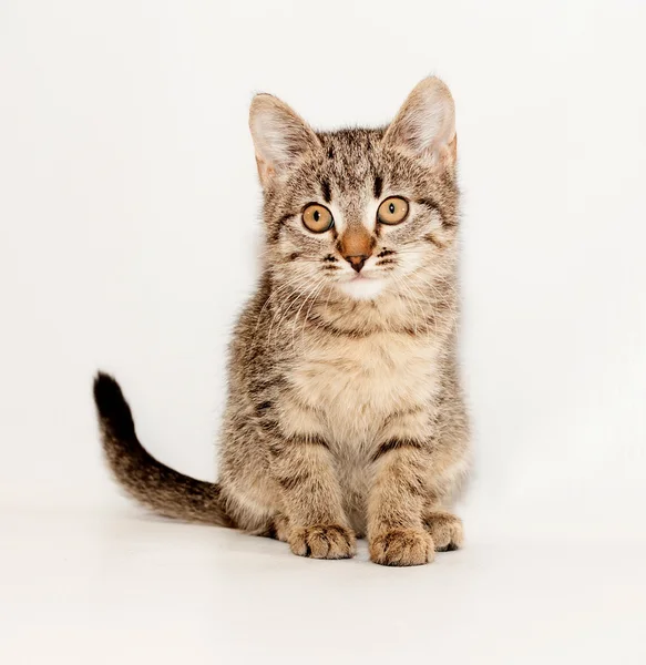 Kleines gestreiftes Kätzchen sitzt auf grau — Stockfoto