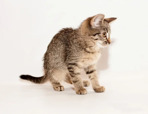 Small tabby kitten goes on gray — Stock Photo, Image