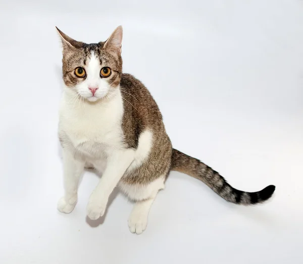 Vit och tabby katt stående på bakbenen på grå — Stockfoto