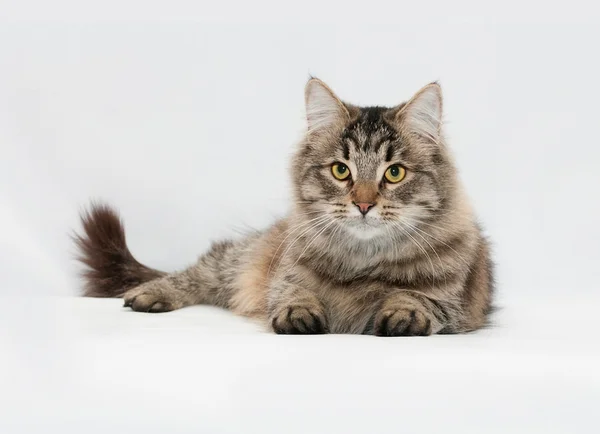 Fluffy striped siberian cat lies on gray — Stock Photo, Image