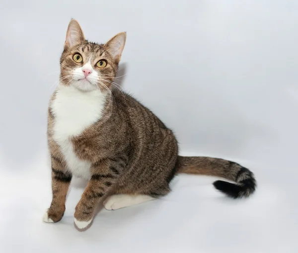 Gris gato tabby con ojos amarillos sentado en gris —  Fotos de Stock