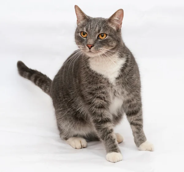 Šedá mourovatá kočka s oranžové oči stojí na šedé — Stock fotografie