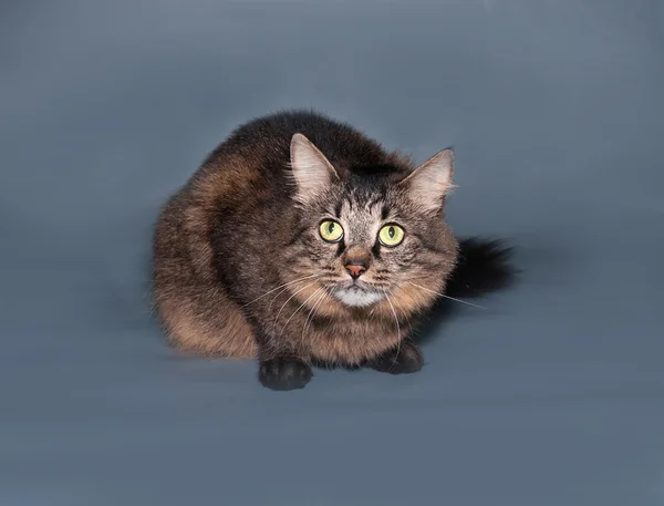 Gato siberiano listrado fofo encontra-se no cinza — Fotografia de Stock