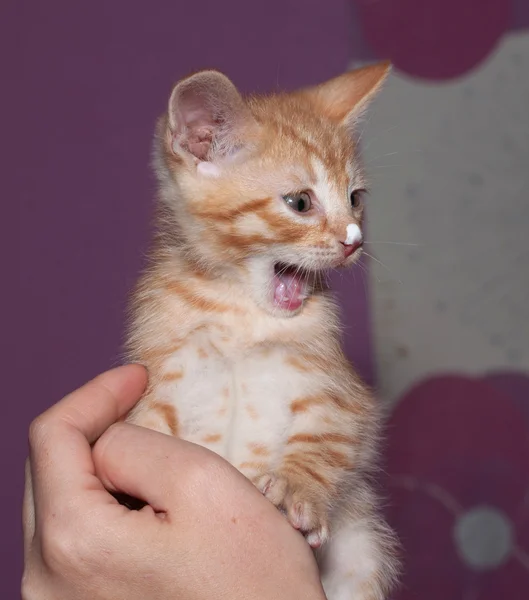 Small  red kitten sitting on hand — Stock Photo, Image