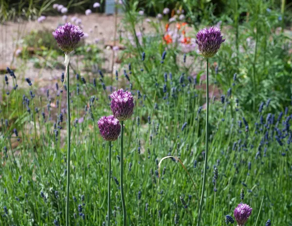 Fleurs pourpres moelleuses sur feuillage vert — Photo